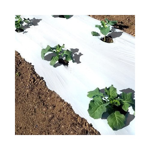 FOLIE DE MULCIRE ALB - NEGRU - 1000 M 